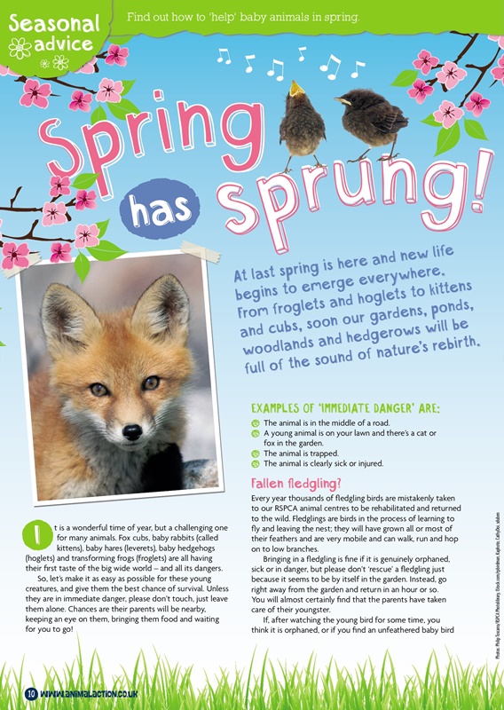 RSPCA Animal Action AprMay 2015 - Issue 1