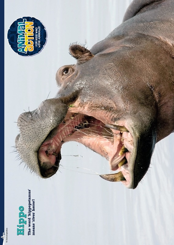 RSPCA Animal Action AprMay 2015 - Issue 1